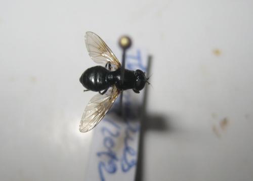Cheilosia impressa